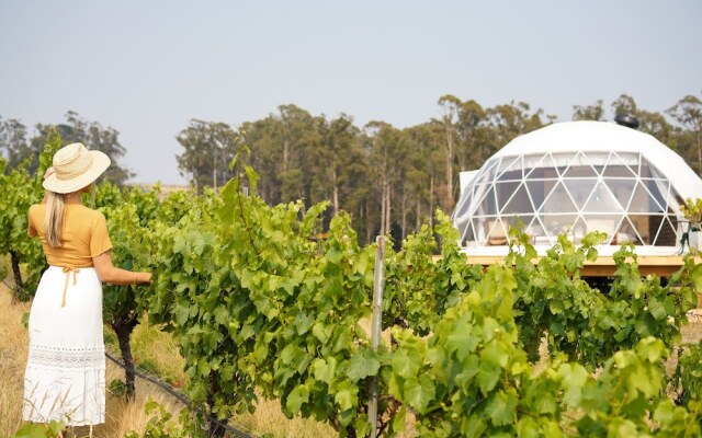 Domescapes in the Vines
