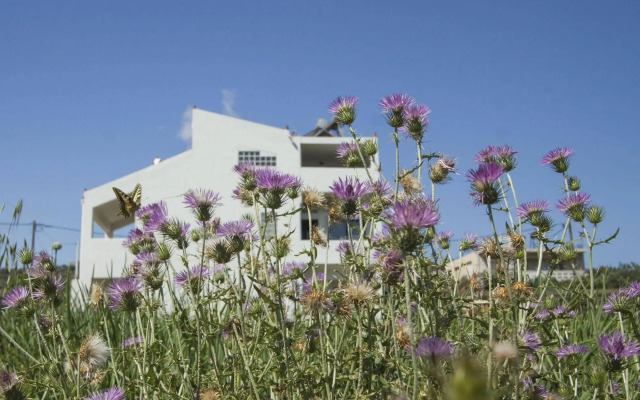 Olive Tree Apartments