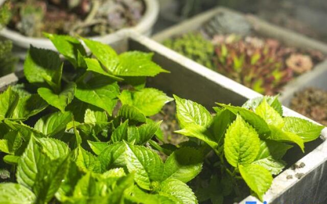 Shengsi Z·Encounter light luxury swimming pool resort