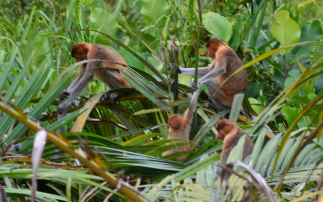 Houseboat Bee Kelotok