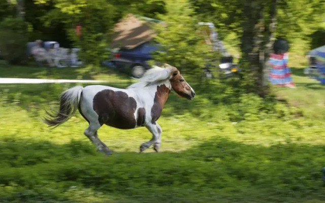 Gîtes la Forge de Sainte Marie