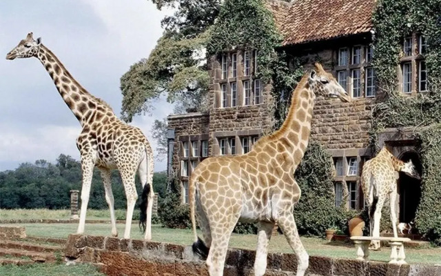 The Studio Nairobi 5 Luxury