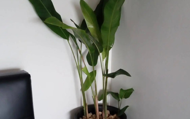 Luang Prabang Serviced Apartment