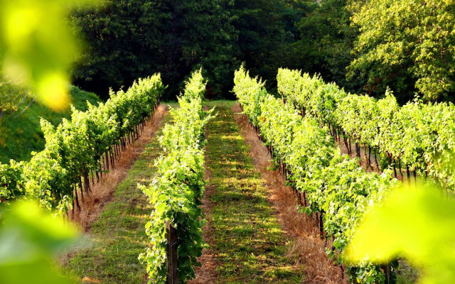 Agriturismo Il Belvedere