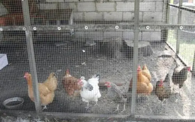 Wollesen's Reiterhof