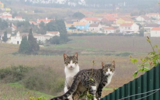 Quinta Sobral Prestige