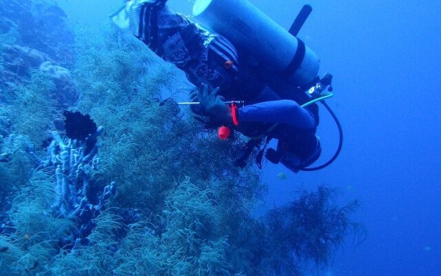 Leyte Dive Resort