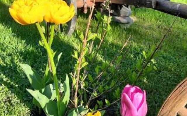 Chata drewniana Stefanówka