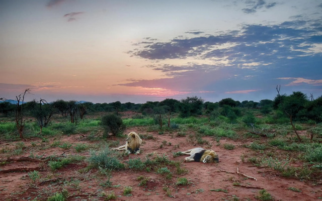 Madikwe River Lodge