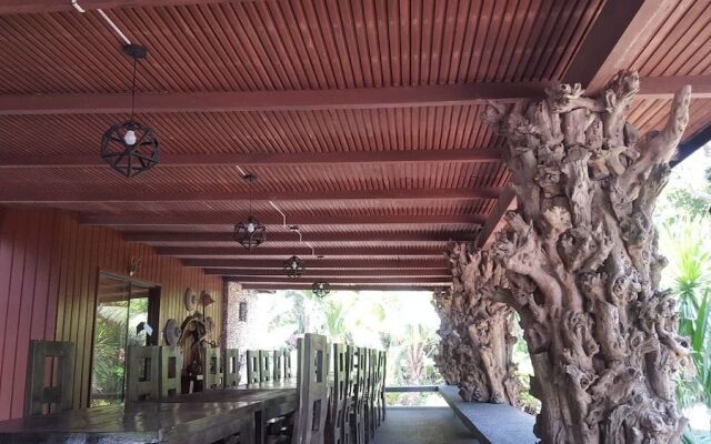 The Pelicans Castaway