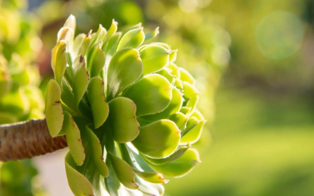 Pezula Magic Retreat - 4 Bedroom Lagoon View Home