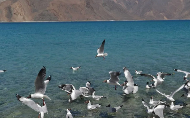 Martsemik Camp Pangong Lake