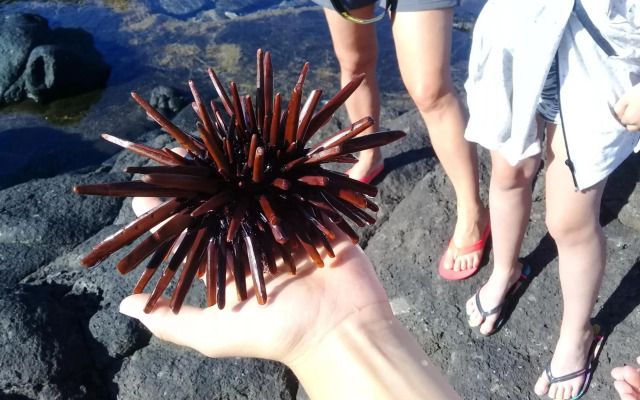 Corail Azur Appartement T1