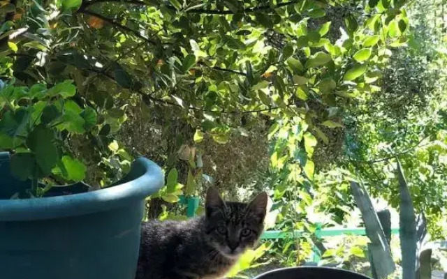 Yesil Vadi Apart Pansiyon