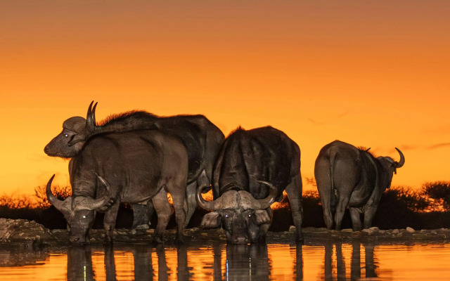 Last Word Madikwe
