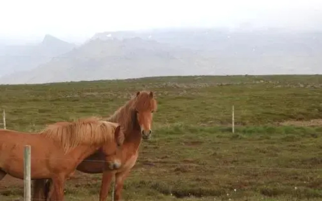 Seaview in west iceland
