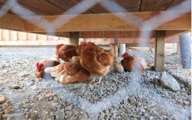 Prancing Horse Retreat