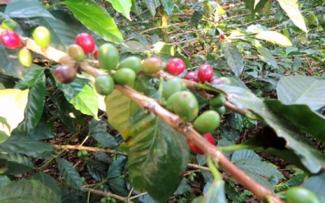 Coffee Trails Finca Las 2mm