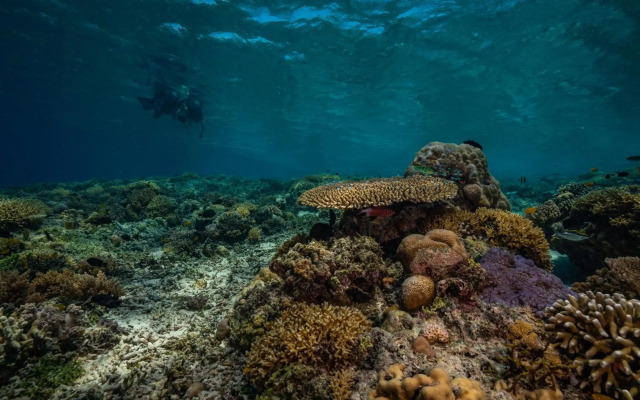 Trawangan Dive