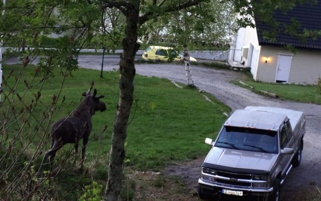 Tuvsjyen Saltstraumen