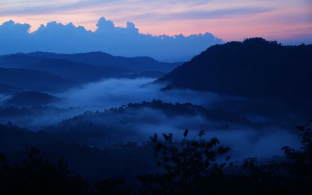 Green Trees Munnar