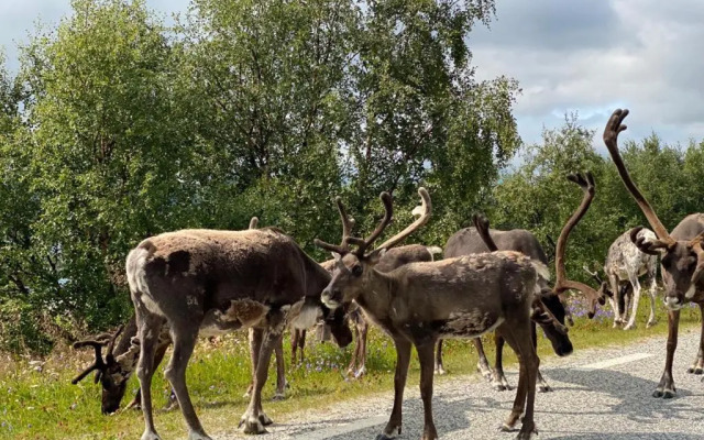 Strandgården Fjällnäs