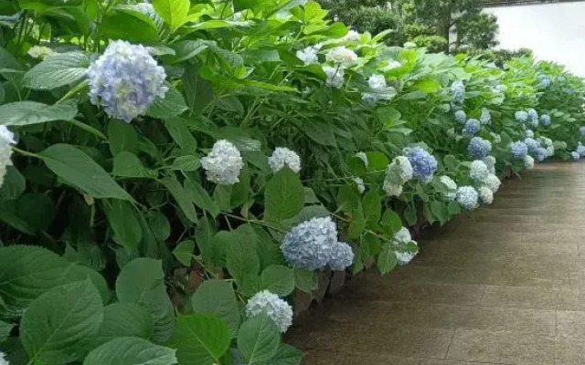 Wuyi Yangchun Shanju Guesthouse