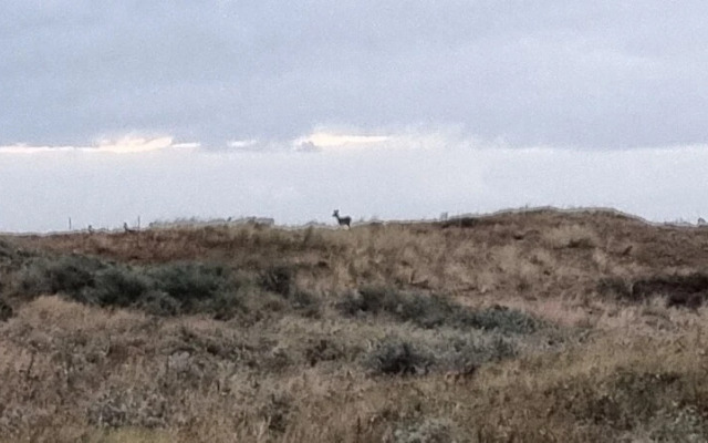 Impeccable Studio in Ouddorp 400m From th