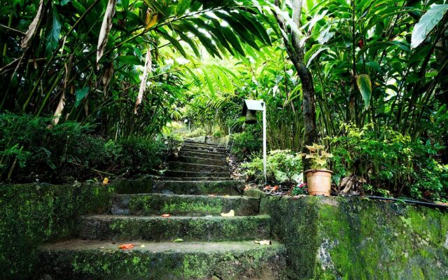 Cardamom Plantation Estate
