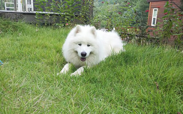 Yangpyeong lime orange