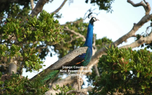 New Peacock Resort