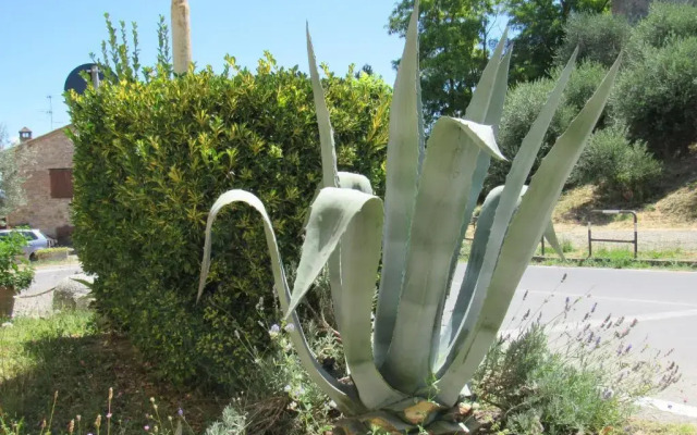 Sotto Le Mura Di Leonardo