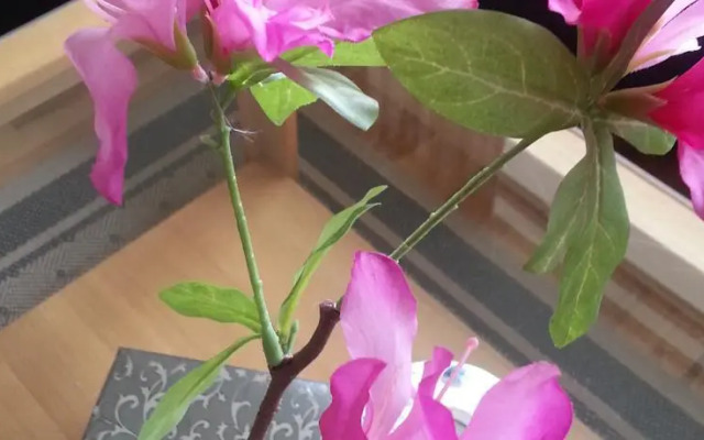 Zeeland Sky Recreatie