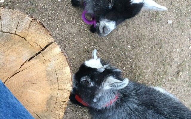 Wild Rose Manor Bed and Breakfast