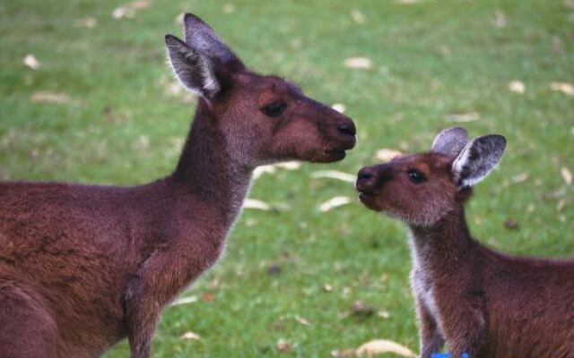 Cosy Corner Seaview Apartments