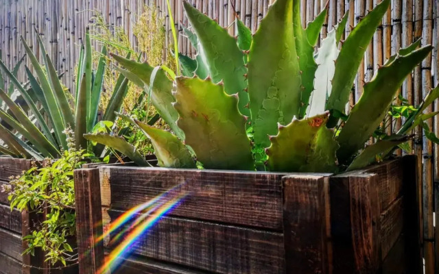 El Diablo y la Sandia