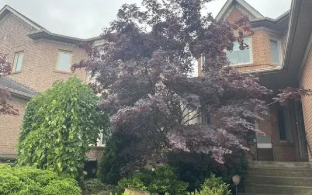 Private House Basement Suite Toronto/Richmond Hill