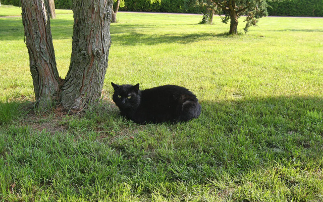 Doppelhaushalfte, Plau am See