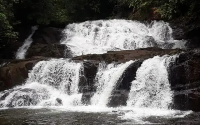 Rainforest River Edge