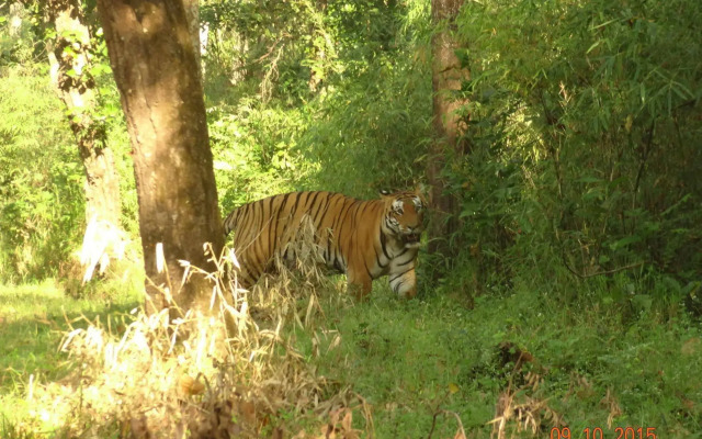 Windsor Tiger Resort