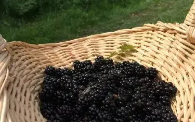 На улице Архитектора Попова — фото