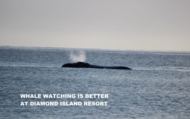 Diamond Island Resort & Bicheno Penguin Show
