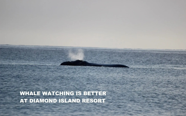 Diamond Island Resort & Penguin viewing