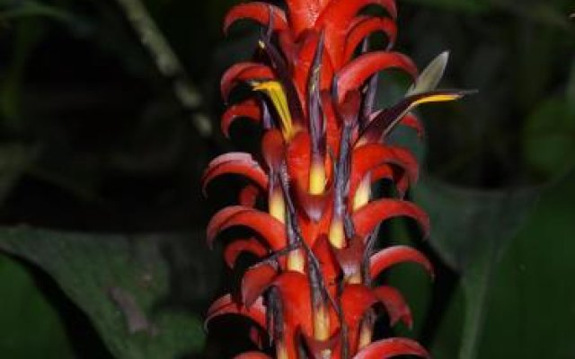 Cabañas Armonía y Jardín de Orquideas