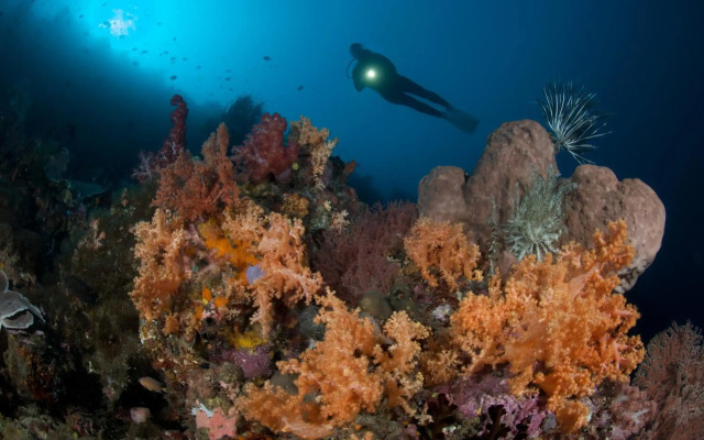 Murex Manado Dive Resort