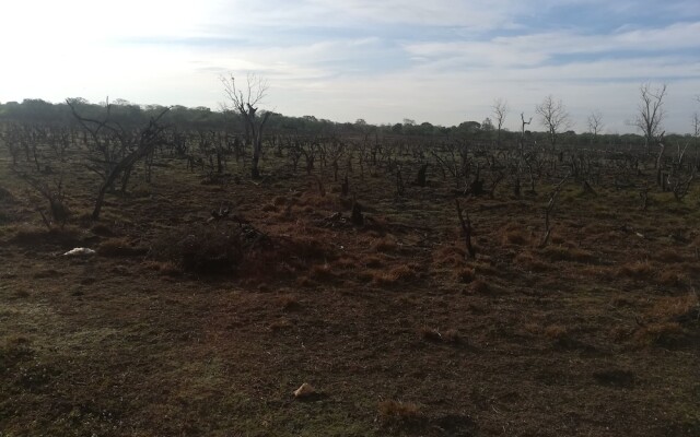 Wild eco safari