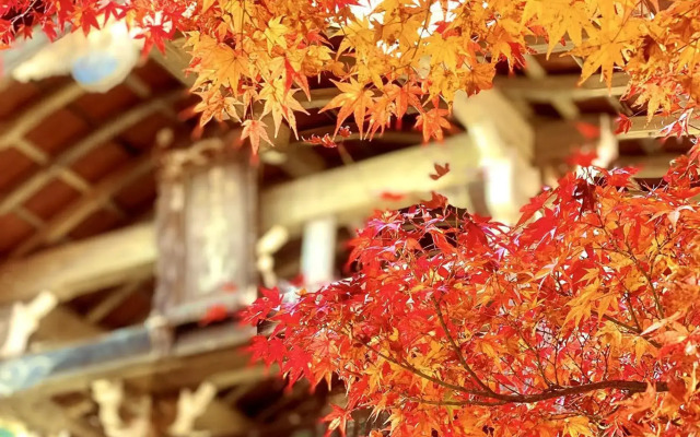 Sun Members Kyoto Saga