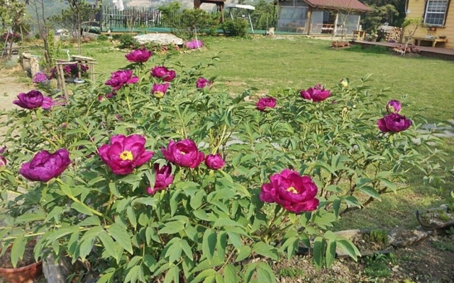Yangpyeong Shija House Pension