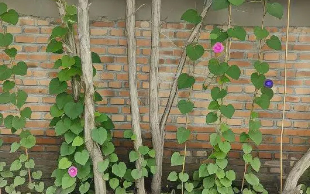 Xiaoxinjia Homestay