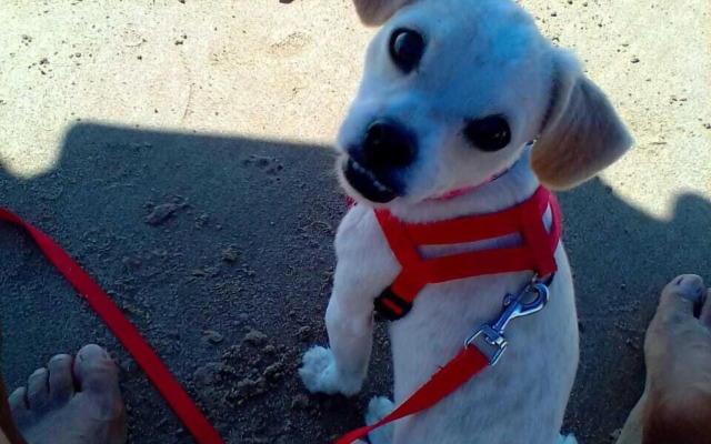 Pousada Bougainville